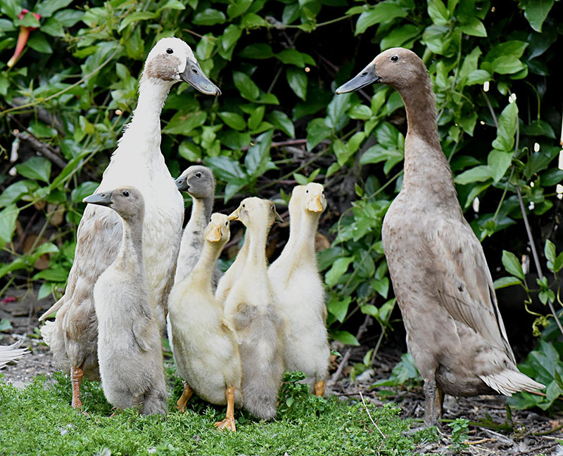 Two tall Runner ducks with a group of ducklings standing in the grass.