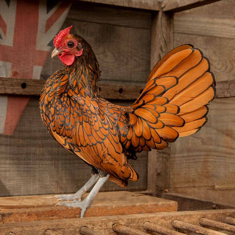 A red and black Sebright chicken standing on a wood platform.