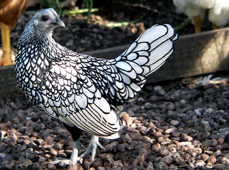 A silver and black Sebright chicken.