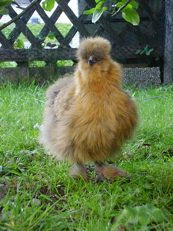 A small, fluffy Silkie Bantam chicken standing in the grass.