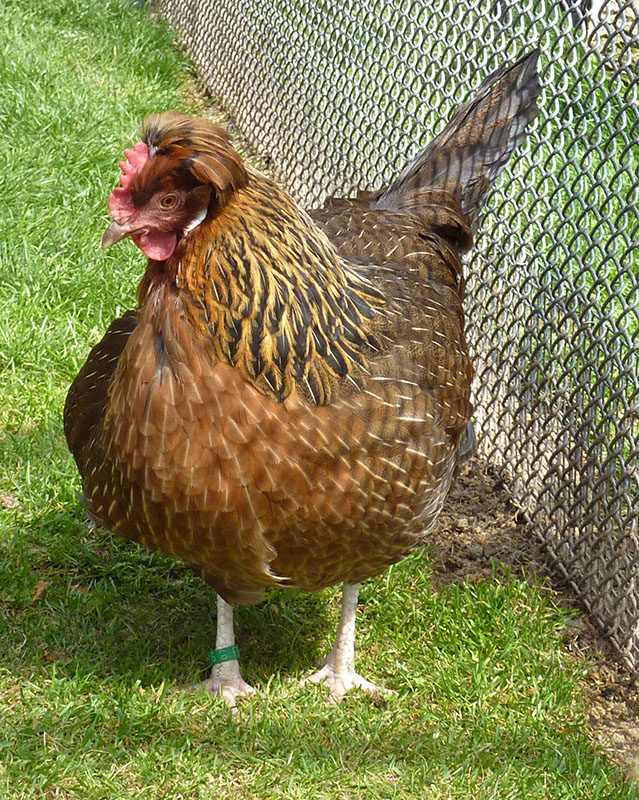 A red Styrian chicken standing in the grass.