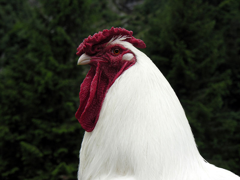 An up close photo of a white Swiss Hen chicken with a dark red comb.