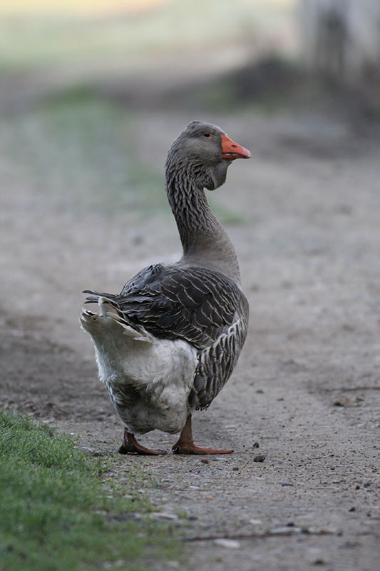 A gray Toulouse goose walking down a dirt road.
