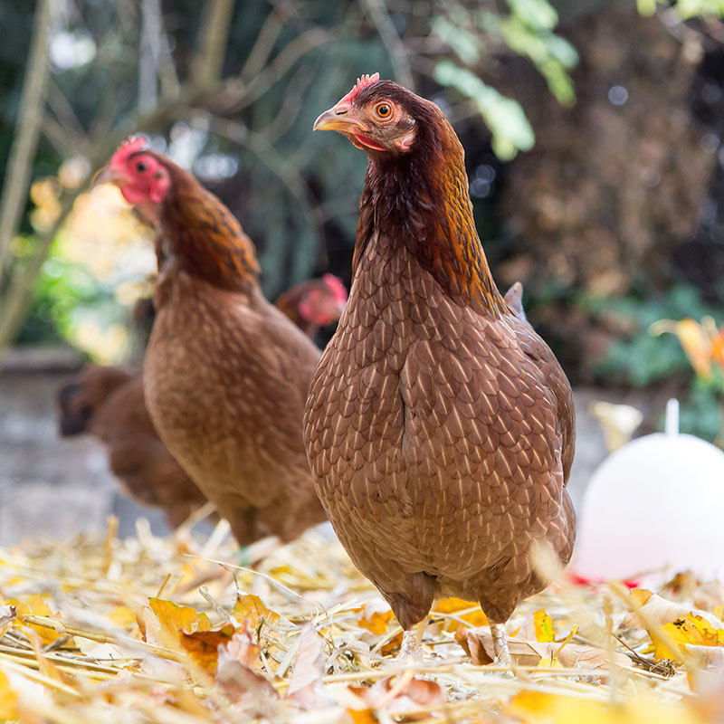 Two reddish-brown Welsummer hens standing in leaves.