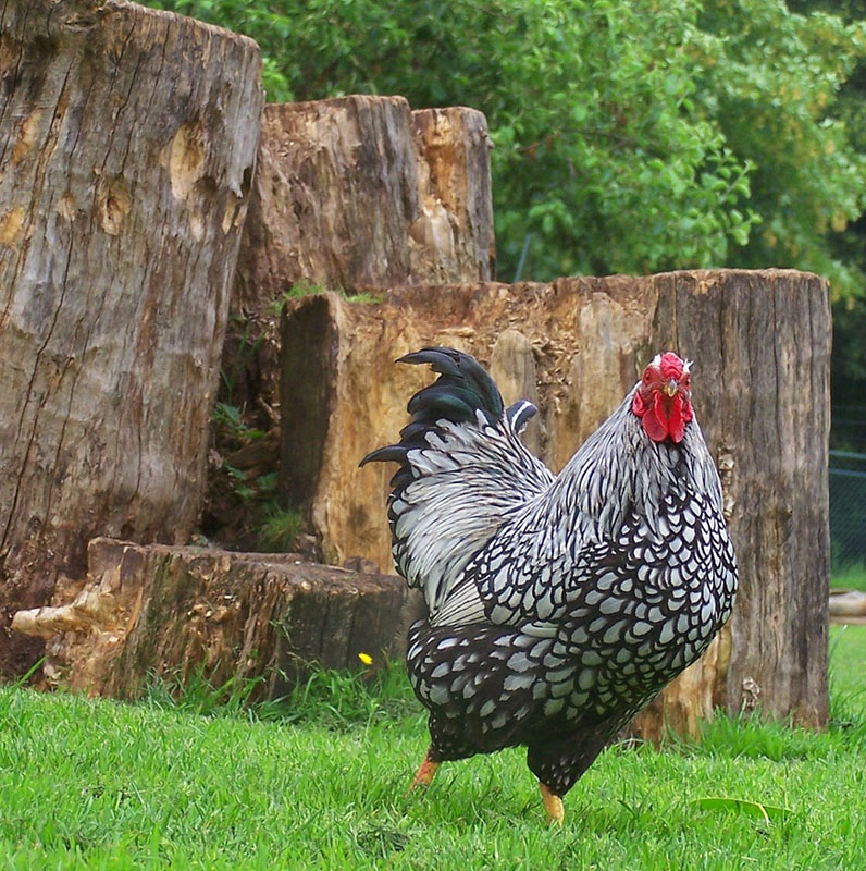A silver laced Wyandotte chicken walking across the grass.