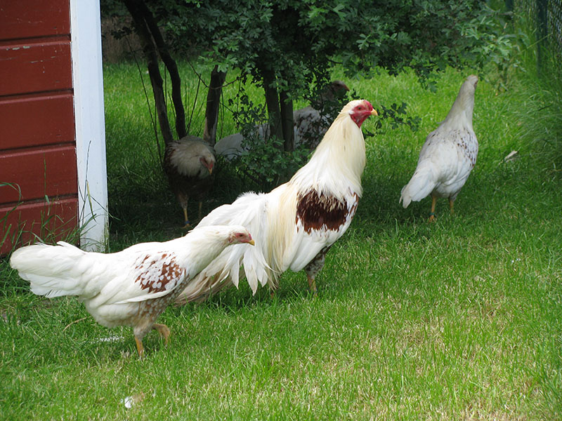Small white and brown Yokohama chickens walking around in the grass.