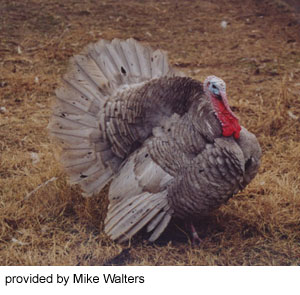 A large gray Slate tom standing in the grass.