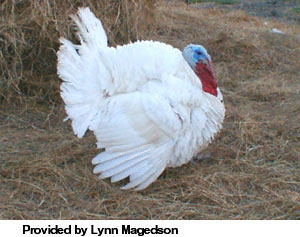 A large White Holland tom standing in the grass.