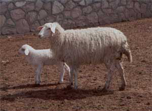 A white Acipayam sheep and lamb walking across the dirt.