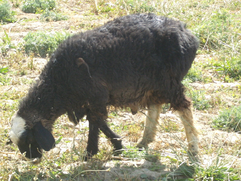 A shaggy black Afghan Arabi sheep eating grass.