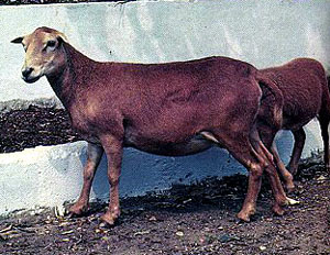 A brown Africana sheep and lamb standing in the dirt.