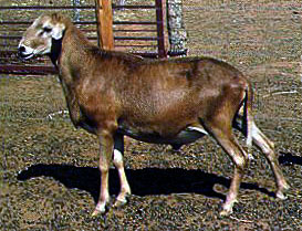 A brown Africana sheep standing in a pen.