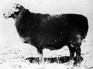 A dark colored Altay sheep standing in the grass.