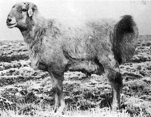 A black and white photo of a fluffy Altay sheep.