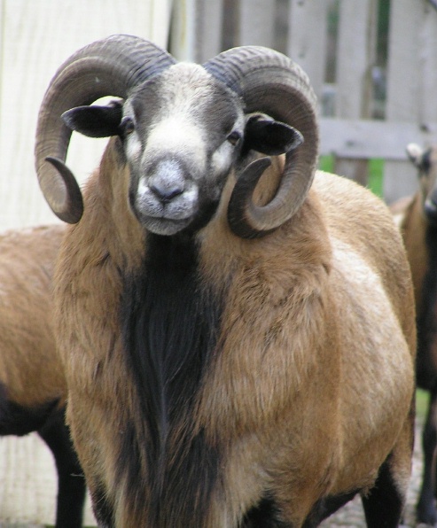 A brown and black American Blackbelly sheep with large horns.