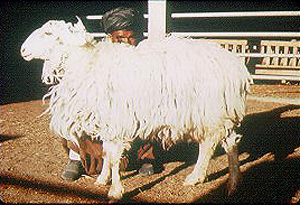 A white Arabi sheep with long shaggy wool.