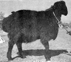 A black Balkhi sheep with fluffy wool.