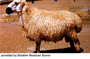A short, stout Baluchi sheep standing in the dirt.