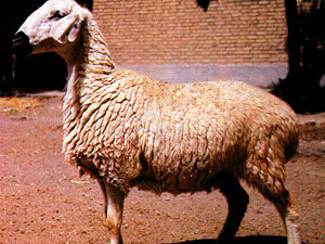 A white Baluchi sheep with black hair around its nose.