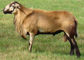 A Barbados Blackbelly ram standing in the grass.