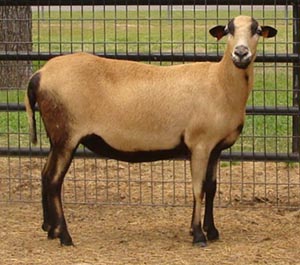 A Barbados Blackbelly sheep standing in a pen.