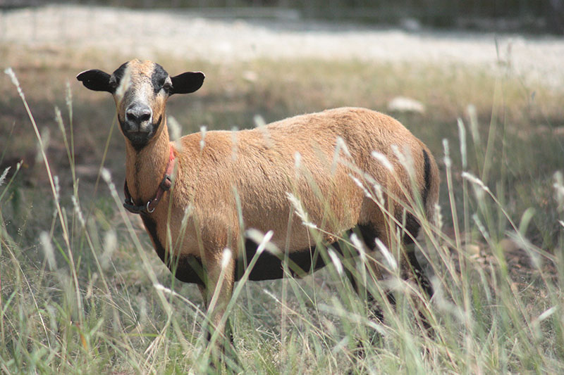 A brown and black Barbados Blackbelly sheep with short hair.