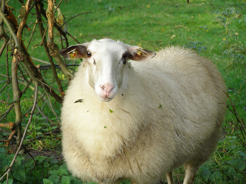 A fluffy white Bentheimer Landschaf sheep.
