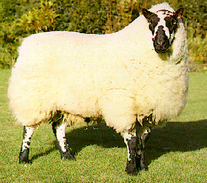 A fluffy Beulah Speckled-Face sheep with white and black hair on its face and legs.
