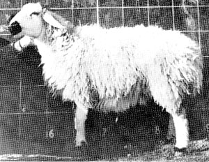 A Bibrik sheep with shaggy wool.