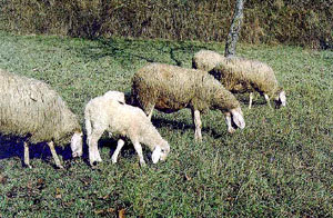 A herd of Biellese sheep and lambs eating grass.