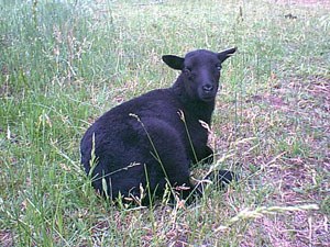 A young Black Welsh Mountain sheep laying in the grass.