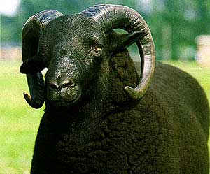 A close up image of a Black Welsh Mountain ram with dark black wool and horns.
