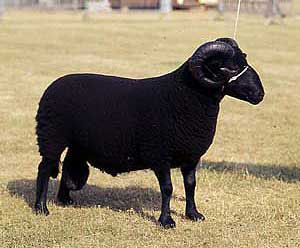 A Black Welsh Mountain sheep with thick, black curved horns.