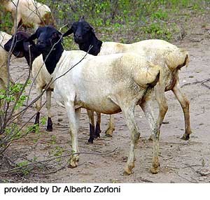 A herd of Blackhead Persian sheep.