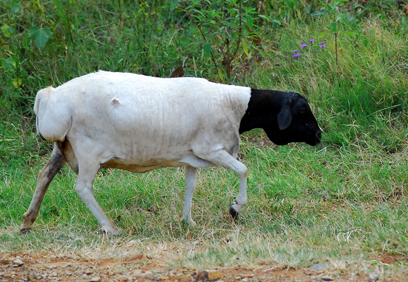 A Blackhead Persian sheep walking across the dirt.
