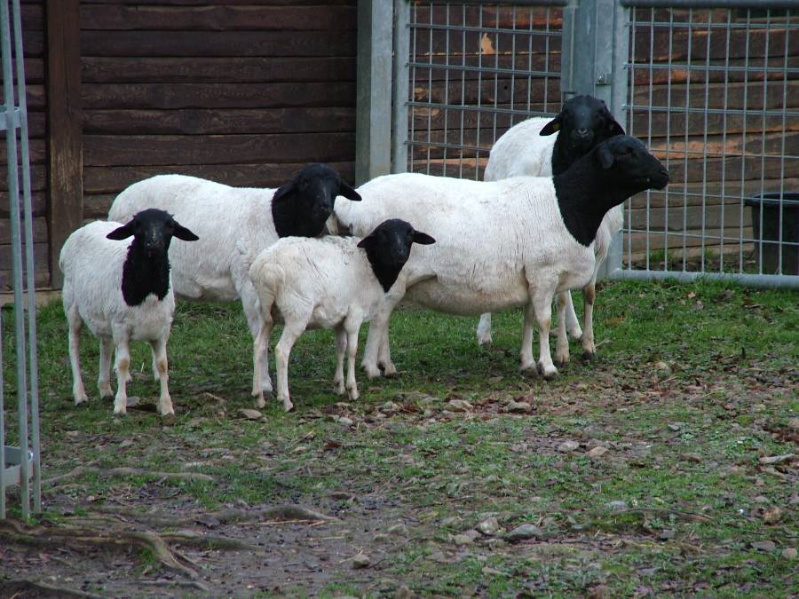 A herd of Blackhead Persian sheep standing in fenced area.