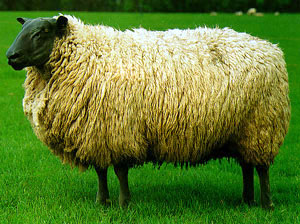 A Bleu Du Maine with a black face and legs sheep standing in the grass.