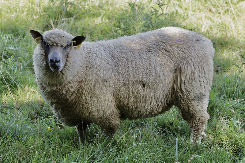 A fluffy Bleu Du Maine sheep standing in the grass.