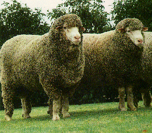 Two stout, fluffy Bond sheep.