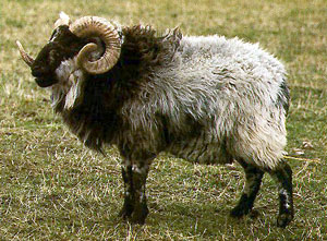 A black and gray Boreray ram with long, curled horns.