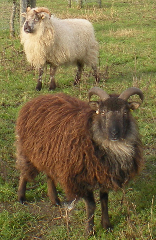 Two Boreray sheep in a grass field.