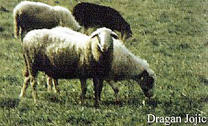 A herd Bovska sheep standing in a field eating grass.