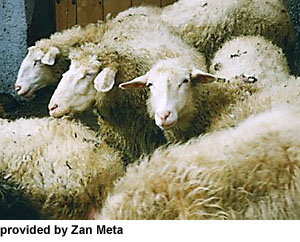 A herd of white Bovska sheep.