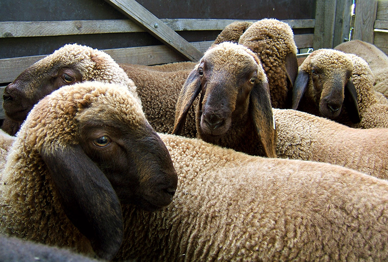 A herd of brown and black Braunes Bergschaf sheep.