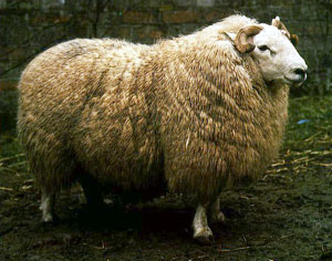 A fluffy white Brecknock Hill Cheviot sheep.