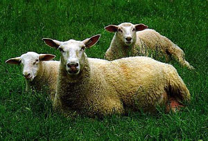 A group of British milk sheep laying in the grass.