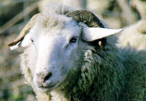 A Bundner Oberland ram with small horns.