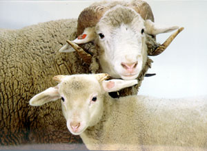A Bundner Oberland ewe with long, curled horns next to a lamb.