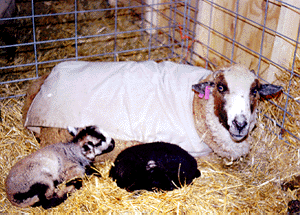 A California Variegated Mutant sheep in a blanket with her lambs.
