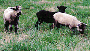 Three California Variegated Mutant lambs standing in the grass.